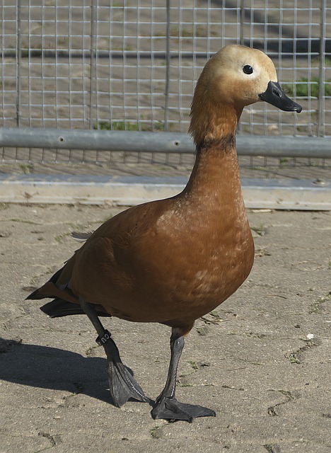 清晰把主