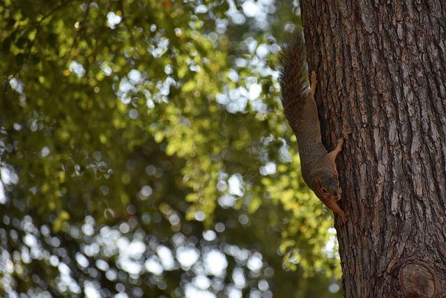 及俱樂部發 及俱樂部發